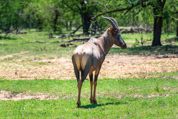 Une antilope topic dans une prairie aux abords d'une forêt dans le Serengeti en Tanzanie