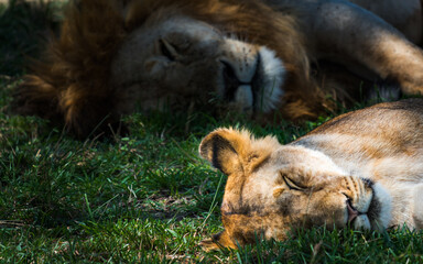 Naklejka premium Gros plan sur une lionne et un lion en arrière plan allongés dans l'herbe, faisant une sieste, Serengeti, Tanzanie