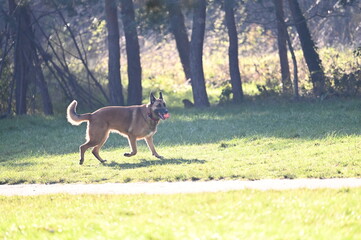 Grand chien se promène dans un bois
