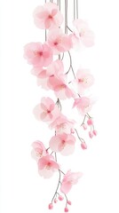 Fototapeta premium Delicate pink sakura flowers are beautifully isolated against a pure white background, creating a serene and elegant composition.