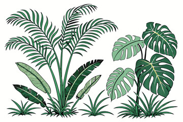 Fototapeta premium Tropical plants, lush foliage, green leaves, palm fronds, monstera leaves, ferns, jungle flora, botanical illustration, white background, isolated plant clusters, tropical garden design, landscaping e