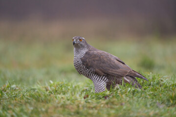 Eurasian goshawk - Astur gentilis on ground in green grass at dark background. Photo from Białowieża Forest in Poland.	