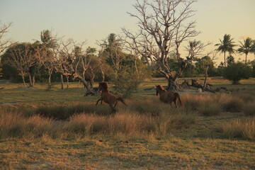 savannah horse