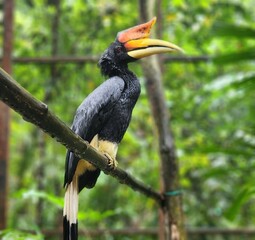 yellow billed hornbill