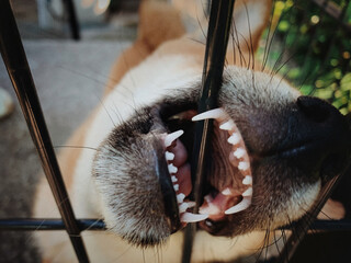 Dog biting the fence