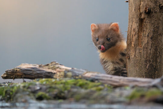European pine marten, also known as the pine marten - Martes martes smoothing out from behind tree and licking its lips. Photo from Białowieża Forest in Poland.