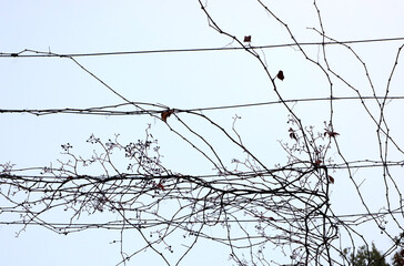 Contemplations, n°2