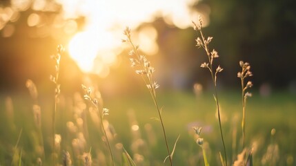 Sunset over meadow with golden light illuminating delicate wild grass stems outdoors : Generative AI