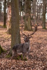 A wild deer walks in the forest