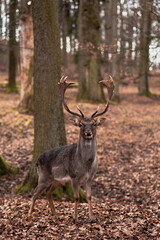 A wild deer walks in the forest