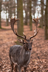 A wild deer walks in the forest