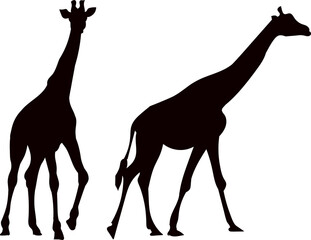 giraffe silhouette on white background vector