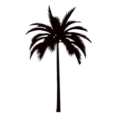palm tree silhouette on white background vector