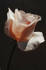 Close-up photo of a rose with aesthetic petals on a black background, highlighting its delicate details