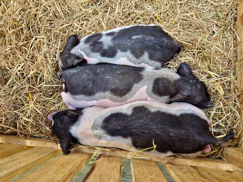minipigs, miniature pigs, or micro-pigs  sleeping on a hay floor top view 