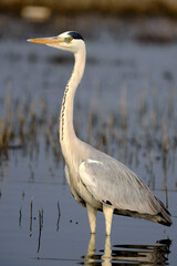 18 January 2025, Ujjani Dam. Bhigwan Bird Sanctuary, Toursits boating at Bhigwan bird sanctuary, Bhigwan. Maharashtra, India
