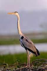 18 January 2025, Ujjani Dam. Bhigwan Bird Sanctuary, Toursits boating at Bhigwan bird sanctuary, Bhigwan. Maharashtra, India