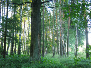 spring forest with birches and oaks