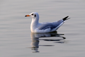 18 January 2025, Ujjani Dam. Bhigwan Bird Sanctuary, Toursits boating at Bhigwan bird sanctuary, Bhigwan. Maharashtra, India