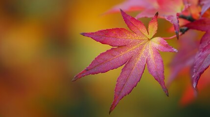 CloseUp of Red Maple Leaf in Stunning Autumn Colors Against Soft Focus Background : Generative AI