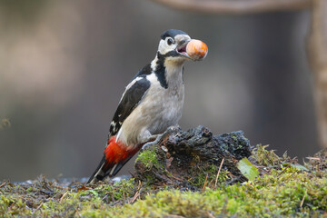 Fototapeta premium Great spotted woodpecker - Dendrocopos major on ground at dark background with hazelnut in beak. Photo from Białowieża Forest in Poland.