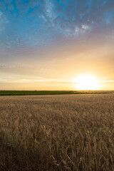 Wheat Field at Sunrise with Warm Orange Glow