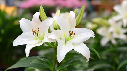 Fototapeta premium Closeup of Graceful White Lilies in Garden Setting with Vibrant Green Leaves : Generative AI