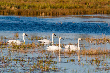 A group of trumpeter swans swimming in a pond.