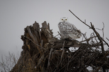 A snowy owl perches atop a brush pile on a cloudy winter day.