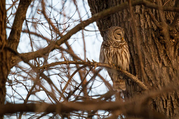 A barred owl rests in its perch deep in the forest.