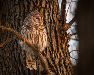 A barred perched in a tree soaking up the light at sunset.