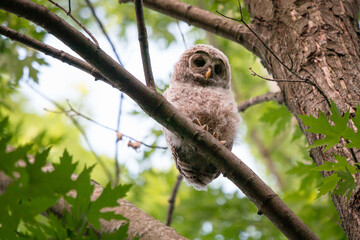 A barred owlet perched high in a tree looking down.