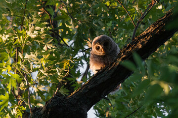 A barred owlet peaks down from its perch high in a tree at sunset.