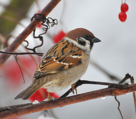 Sparrows (Passer) are sitting on a branch
