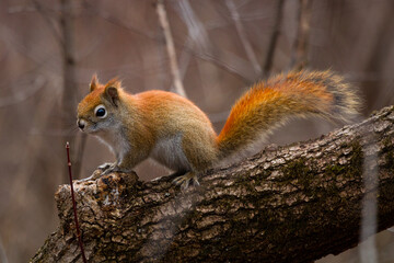 A red squirrel pauses while climbing around on a tree.