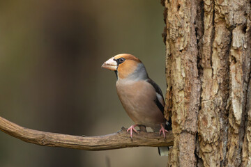 Hawfinch - Coccothraustes coccothraustes perched at dark background. Photo from Białowieża Forest in Poland.