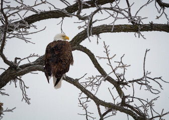 A bald eagle, perched in a tree with frost covered branches, surveys its surroundings.