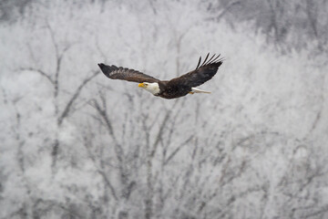 A bald eagle soaring with a backdrop of trees covered in frost.