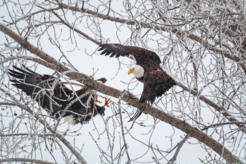 A bald eagle flies out of a frost-covered tree as another eagle comes in for a landing.