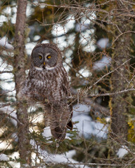 A great gray owl perched in a tamarack tree in a boreal forest.