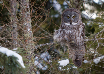 A great gray owl perched in a tamarack tree in a boreal forest.