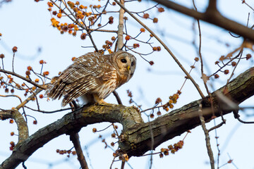 A perched barred owl prepares for flight.