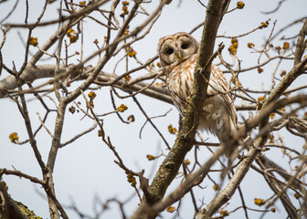 A perched barred owl high in the trees.