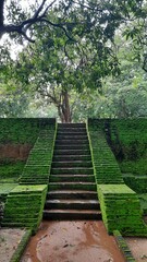 Escaleras cubiertas de vegetacion con vista un arbol dentro de la sagrada ciudad antigua de Pollonnaruwa, Sri Lanka