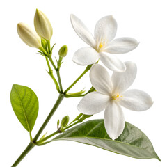 Naklejka premium Delicate White Flower Blossom Close Up Nature Beauty