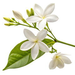 Delicate White Flower Blossom Close Up Nature Beauty