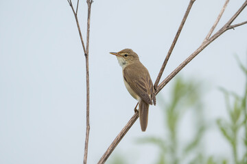 Marsh warbler, bird in a natural habitat, Acrocephalus palustris