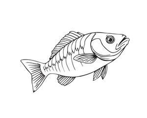 Black and white line art illustration of a fish under strong hard light, illustration vector.
