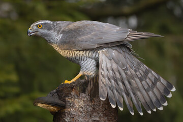 Eurasian goshawk - Astur gentilis on stump at green background. Photo from Białowieża Forest in Poland.	