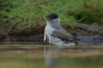 Male Eurasian blackcap (sylvia atricapilla) in the water pond.